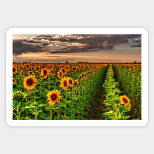 Sunflower Soldiers and Before A Colorado Summer Storm Sticker